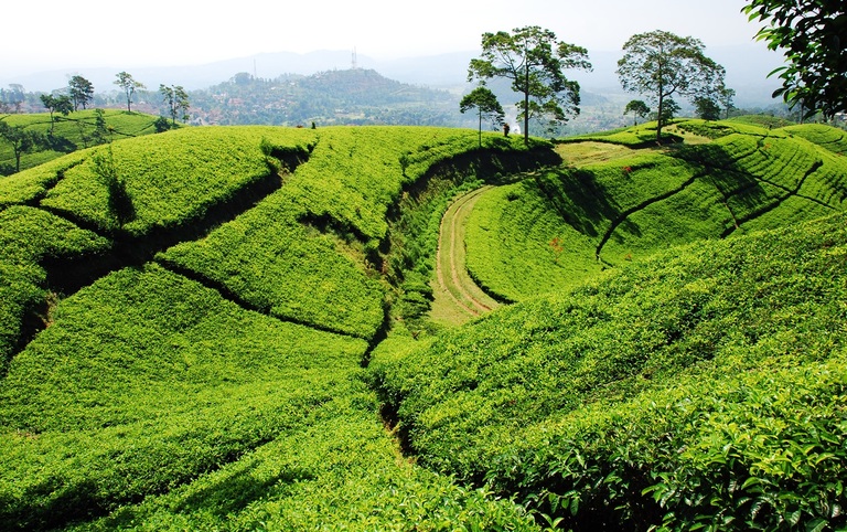 Theeplantage Bandung Indonesië