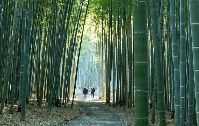 Utsunomiya bamboe bos Japan
