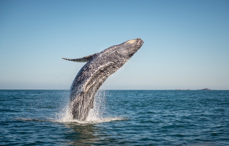 A happy whale breaches in the pacific ocean, Canada