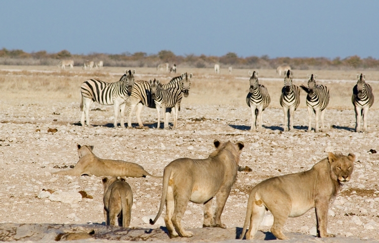 Leeuwen zebra's Etosha Namibië