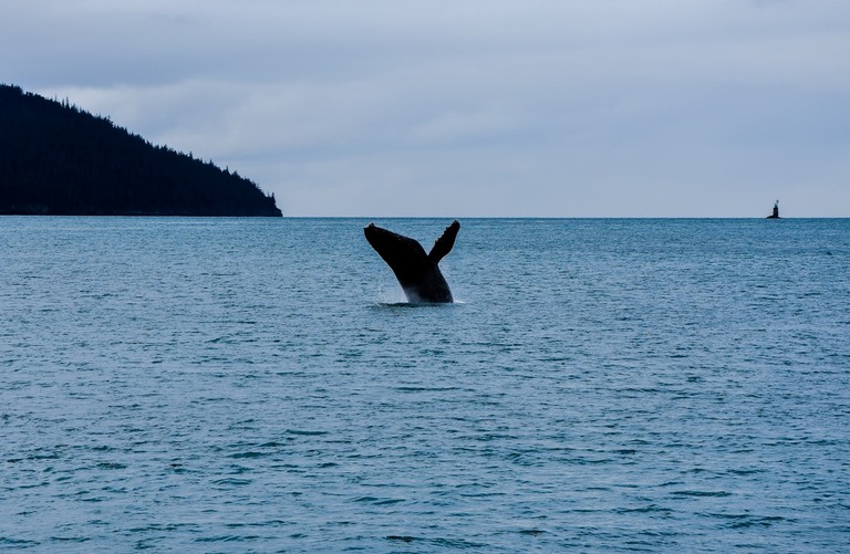 alaska walvis