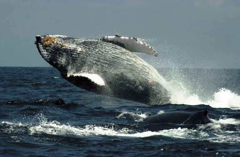 Butlrug Walvis Valdes Argentinië