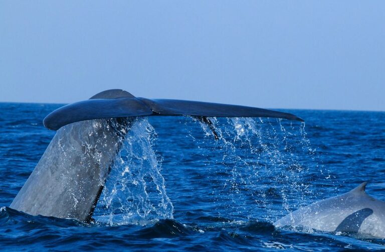 Walvis Sri Lanka