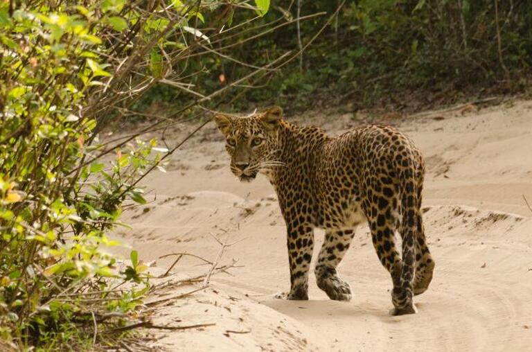 Panter Sri Lanka