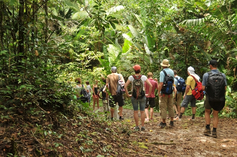 Jungle Suriname