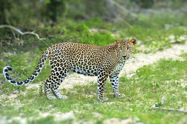 Luipaard of panter