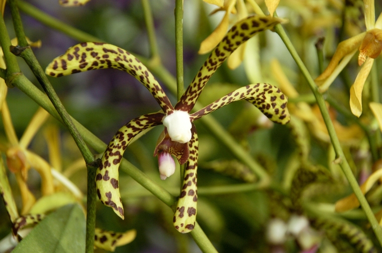 rondreis djoser maleisie kinabalu planten orchidee