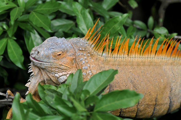 Tortuguero Iguana Costa Rica
