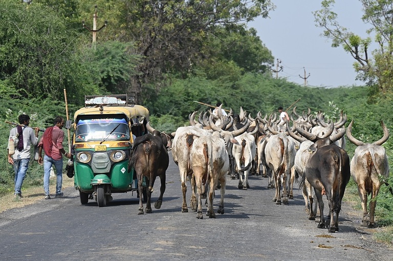 Koeien Tuktuk India