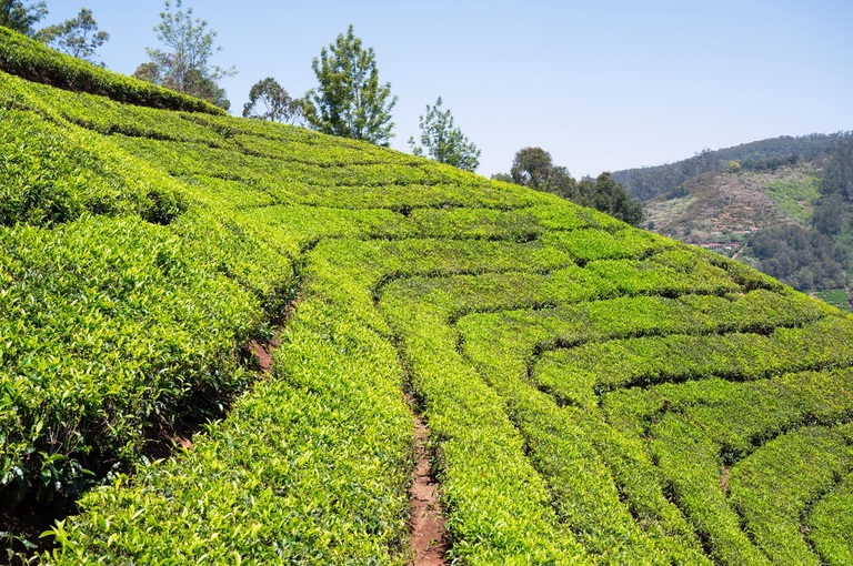 Theeplantage Ooty India