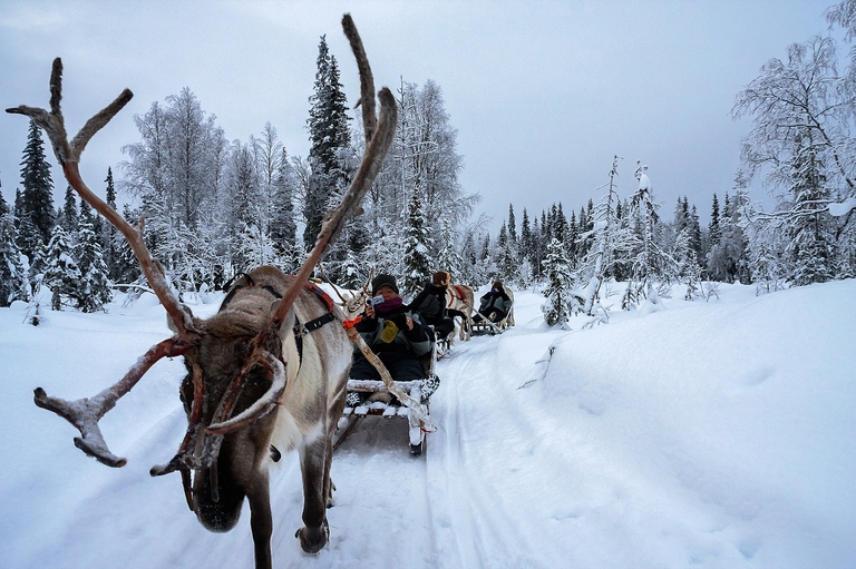 Rendierslee sneeuw Finland