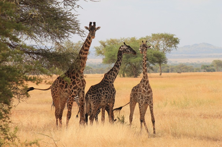 Serengeti nationaal park