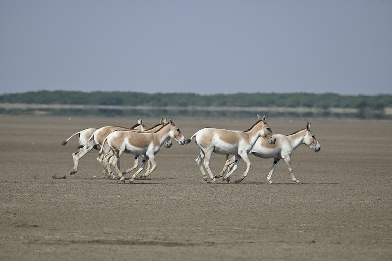 Ezels Kleine Rann of Kutch India