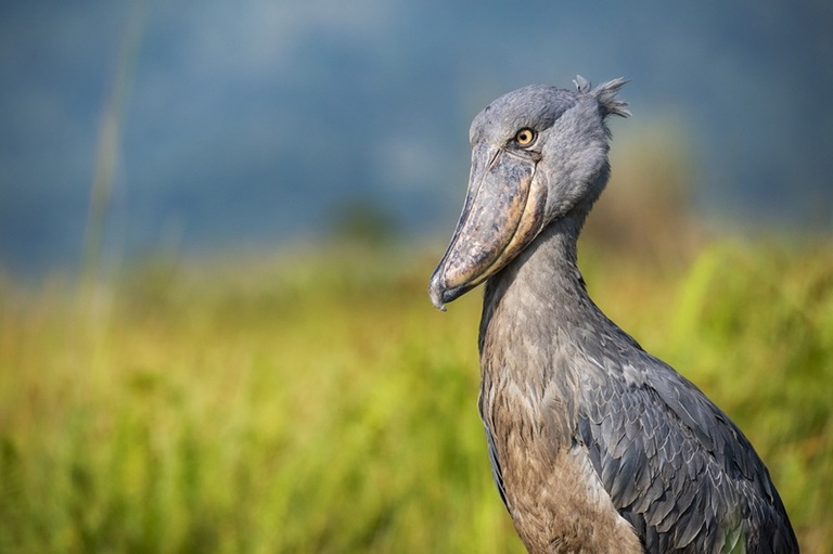 Schoenbekooievaar in Mabamba Swamp