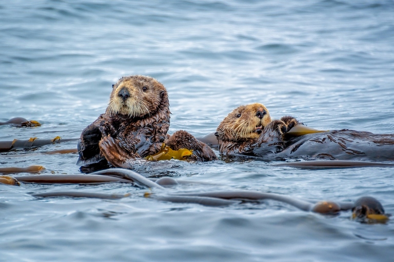 Zee otter Zee otter