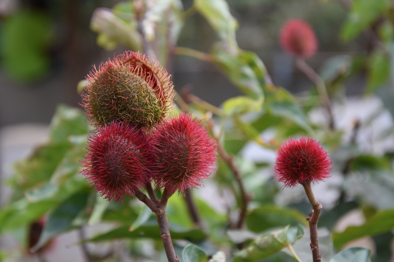 fruit fruit