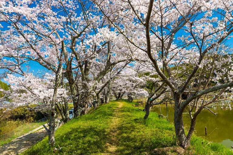 Yamanobe-no-michi Trail kersenbloesem Nara Djoser