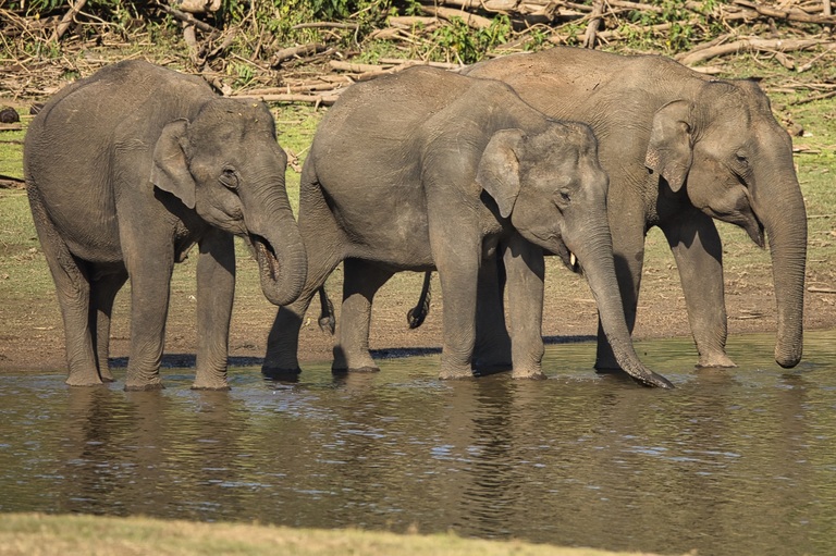 Olifanten Nagarhole National Park India