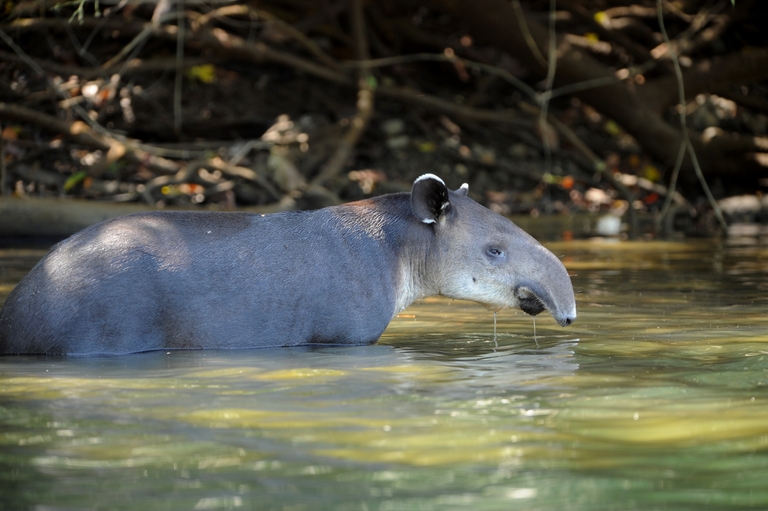 Corcovado nationaal park Tapir Costa Rica