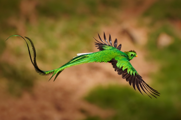 Quetzal vogel panama