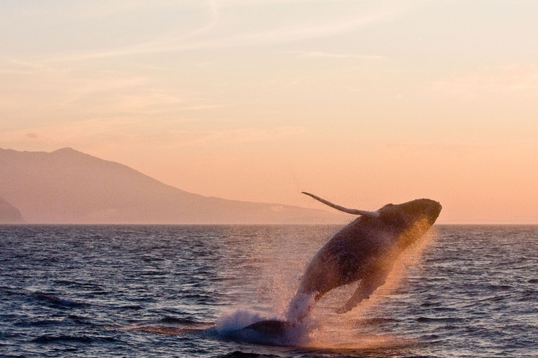 Walvis IJsland