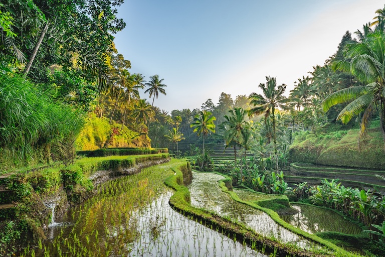 Rijstvelden vakantie naar Indonesië