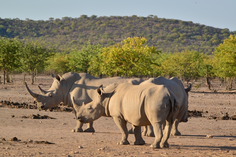 Neushoorns Namibië