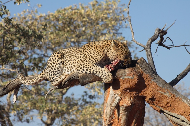 Cheeta reis Namibië