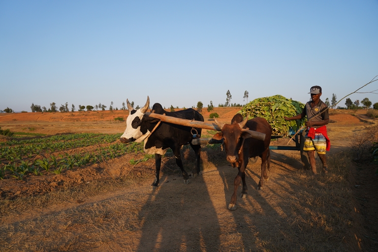 zebu ambalavao madagaskar