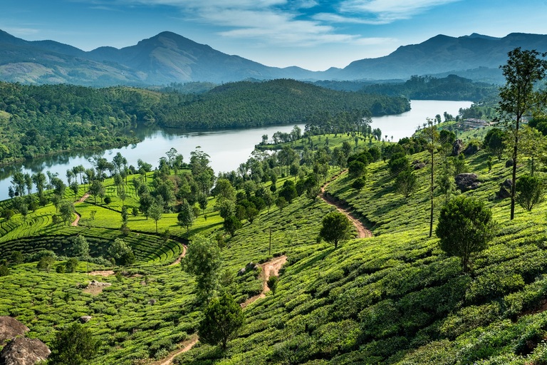 Landschap Munnar Kerala India