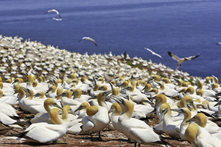 Northern Gannet birds colony in Quebec, Canada