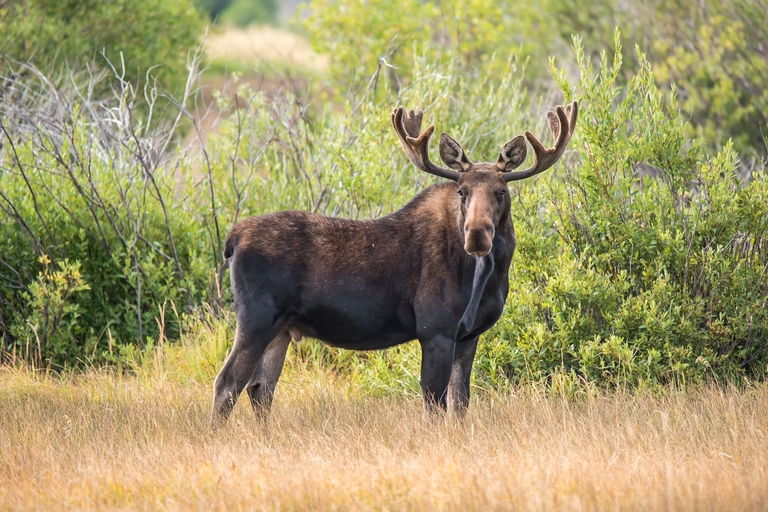 Moose in nature Canada