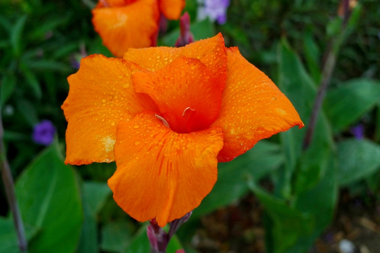 Bloem Boquete Panama
