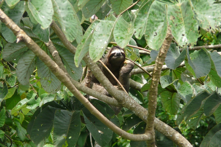 Luiaard Soberanía nationaal park Panama