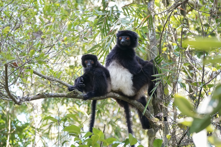 Milne-Edwards Sifaka in Madagaskar