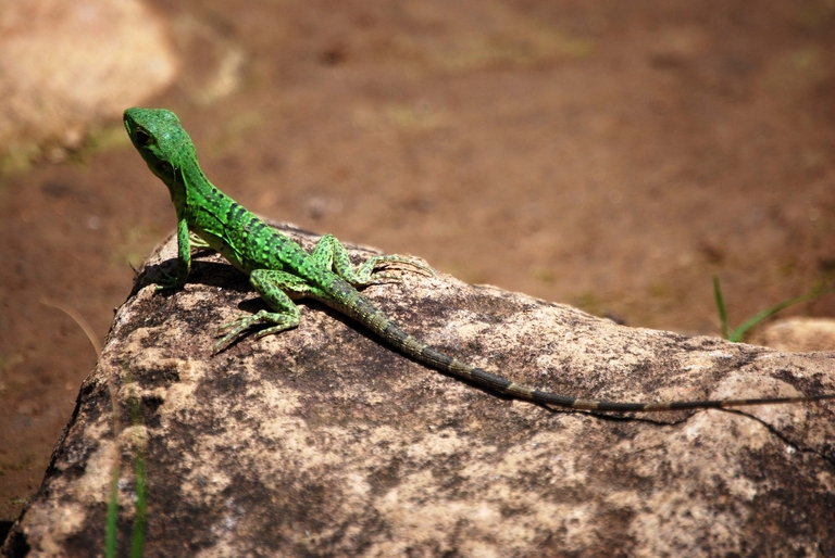 Iguana Rincón de la Vieja Costa Rica