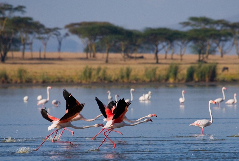 Lake Nakuru nationaal park