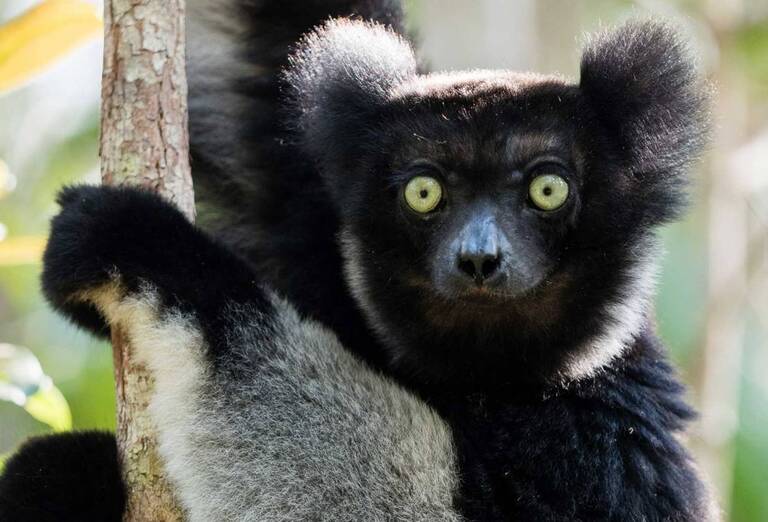 indri indri