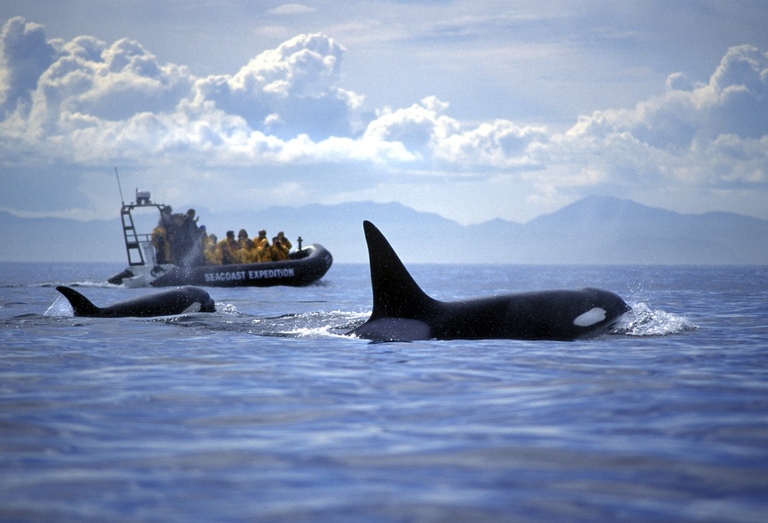 Orca Orca
