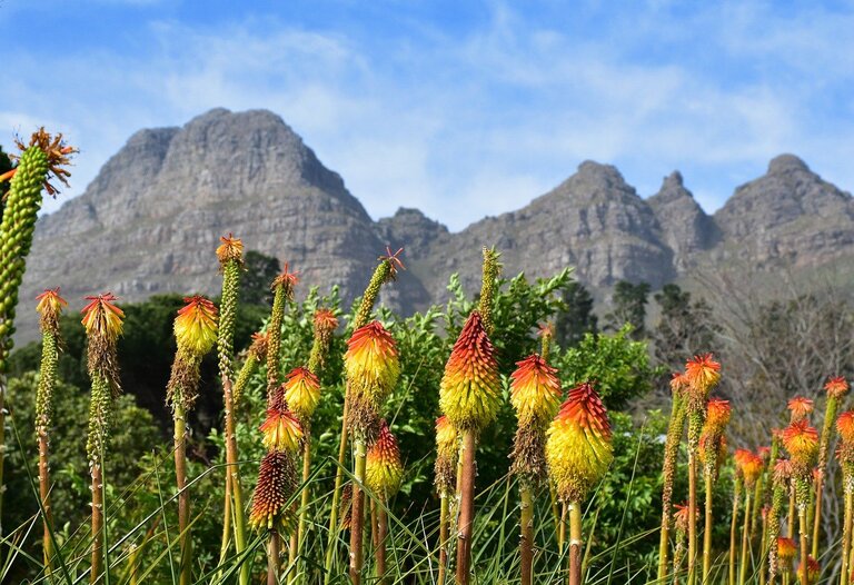 Fynbos bergen bloemen Zuid-Afrika