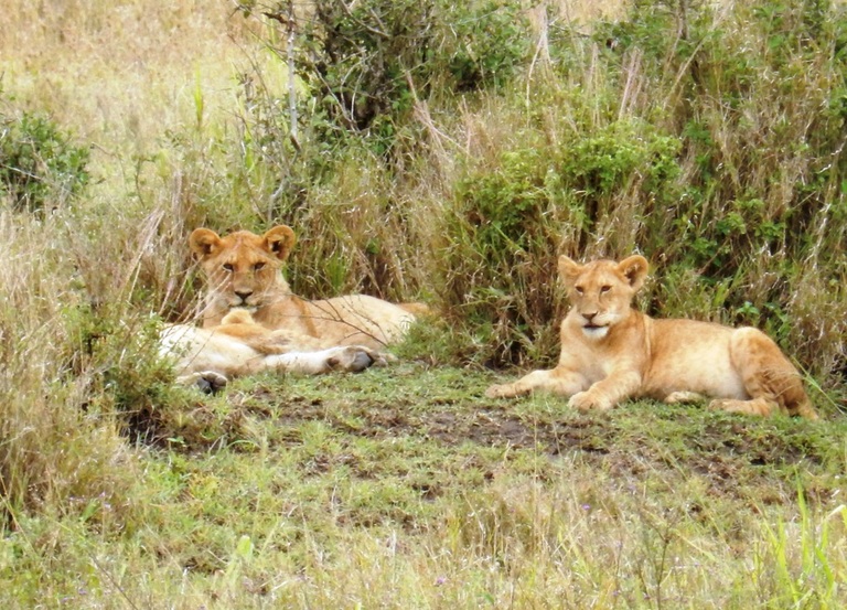 Leeuwen in nationaal park Zuid-Afrika