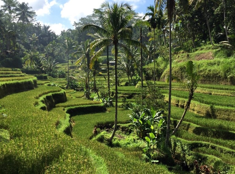 Reistvelden Ubud Indonesië