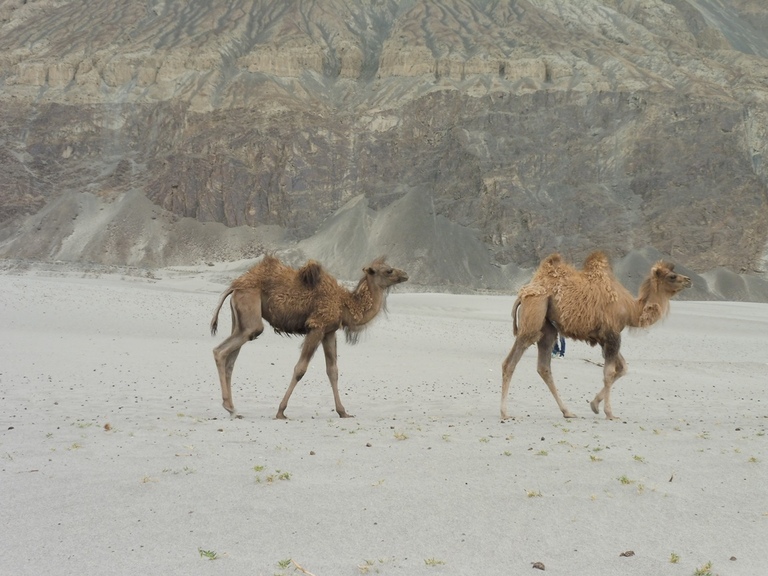 nubra vallei