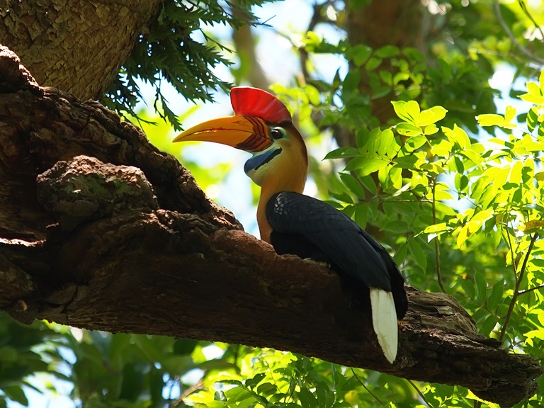 Sulawesi Tangkoko nationaal park regenwoud Djoser