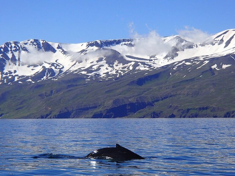 Walvis bergen IJsland