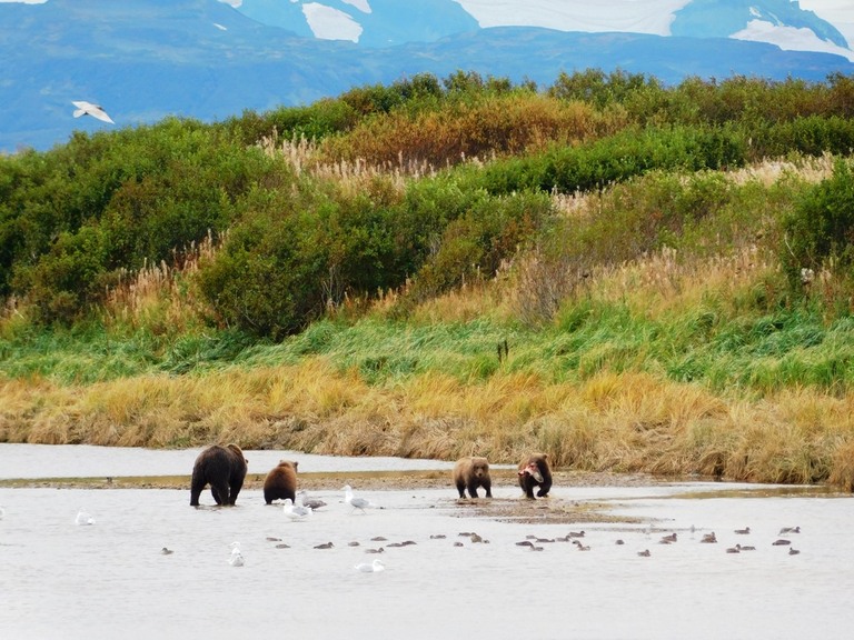 Grizzlyberen Alaska