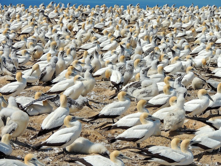 Nieuw-Zeeland Napier Cape Kidnappers