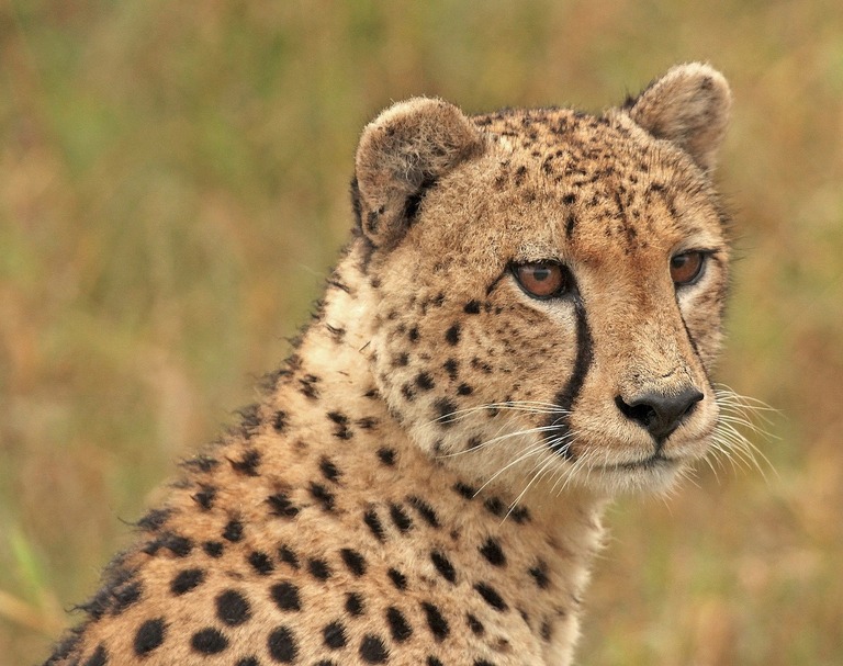 Cheeta of jachtluipaard