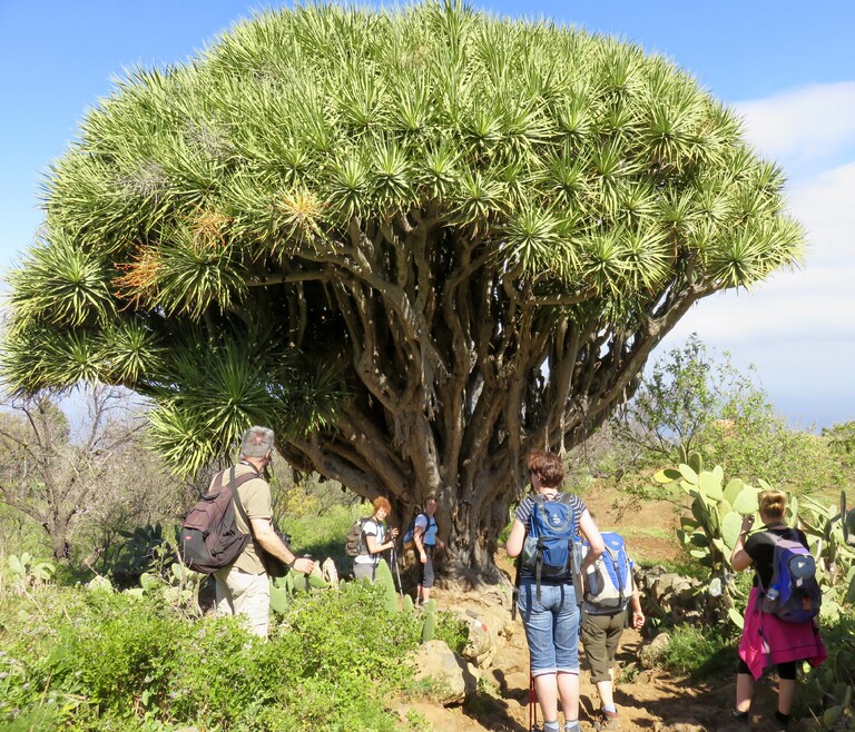 Drakenboom La Palma