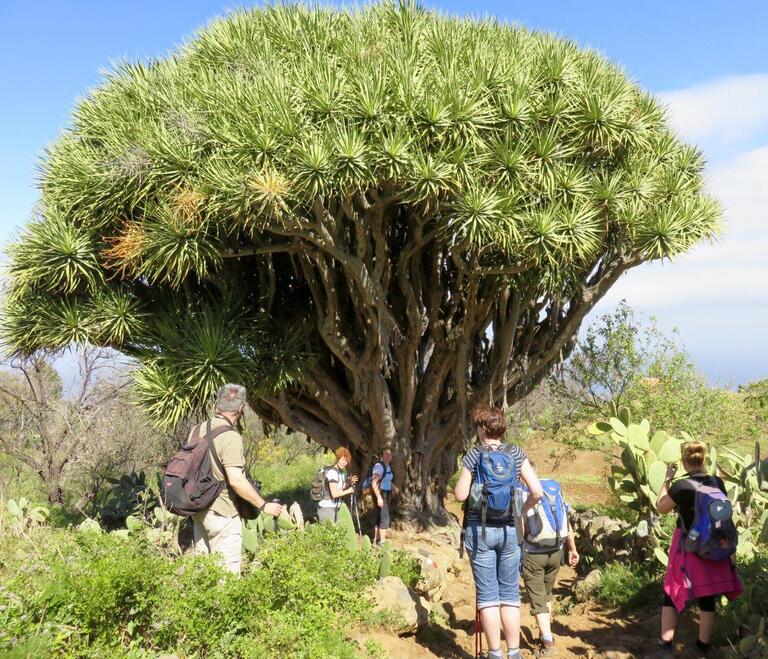 Drakenboom La Palma